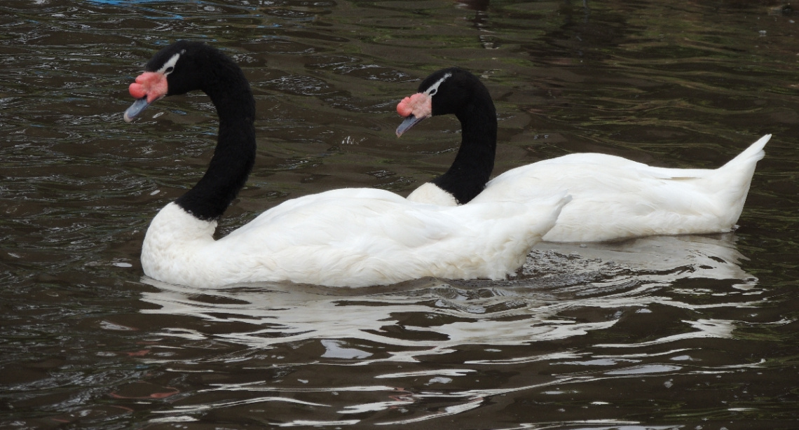 Love's in the air!