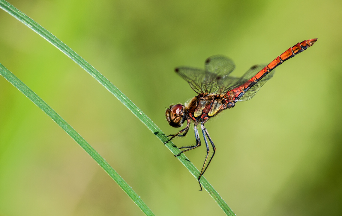 Dragonfly