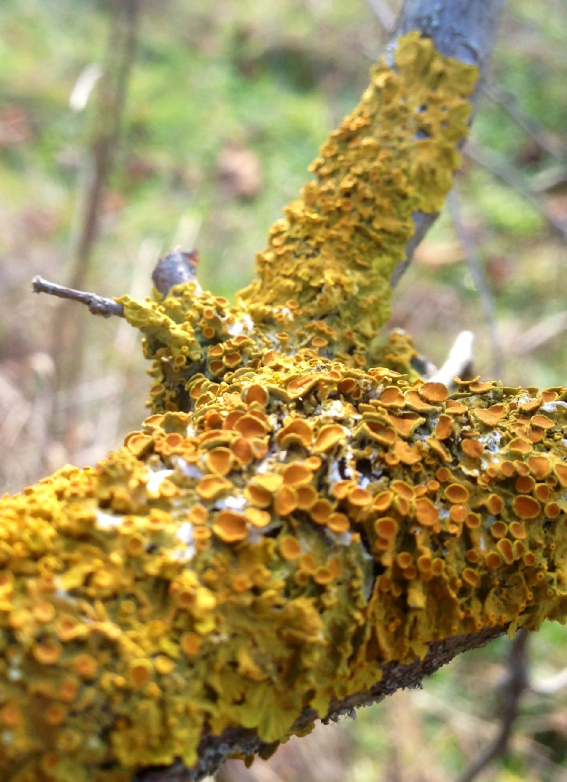 Yellow secret world