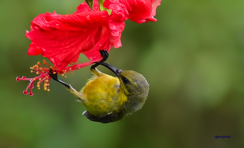 Sun Bird #3