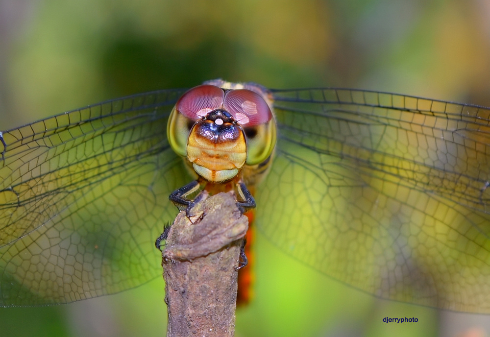 Dragonfly Face