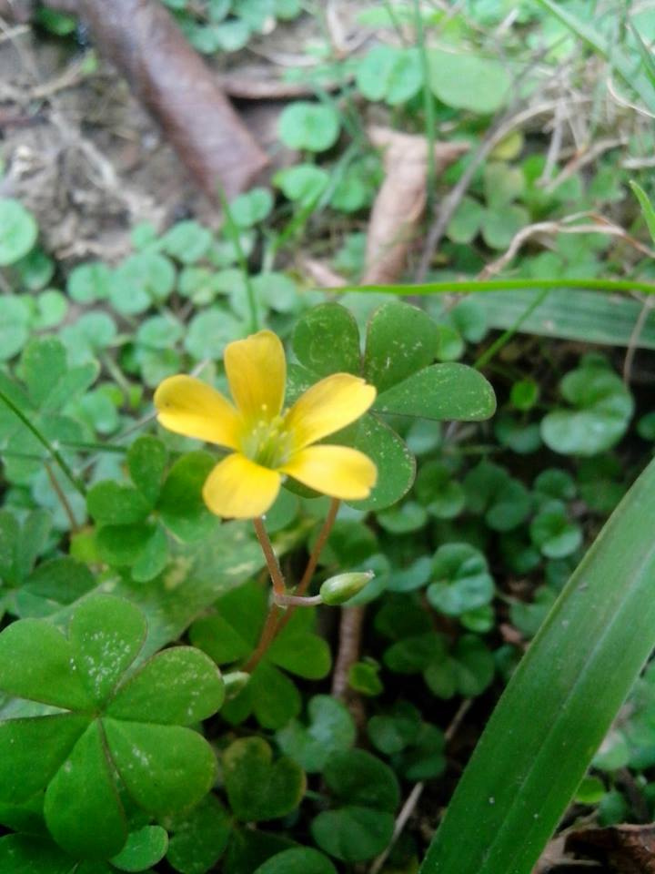 迷你小花