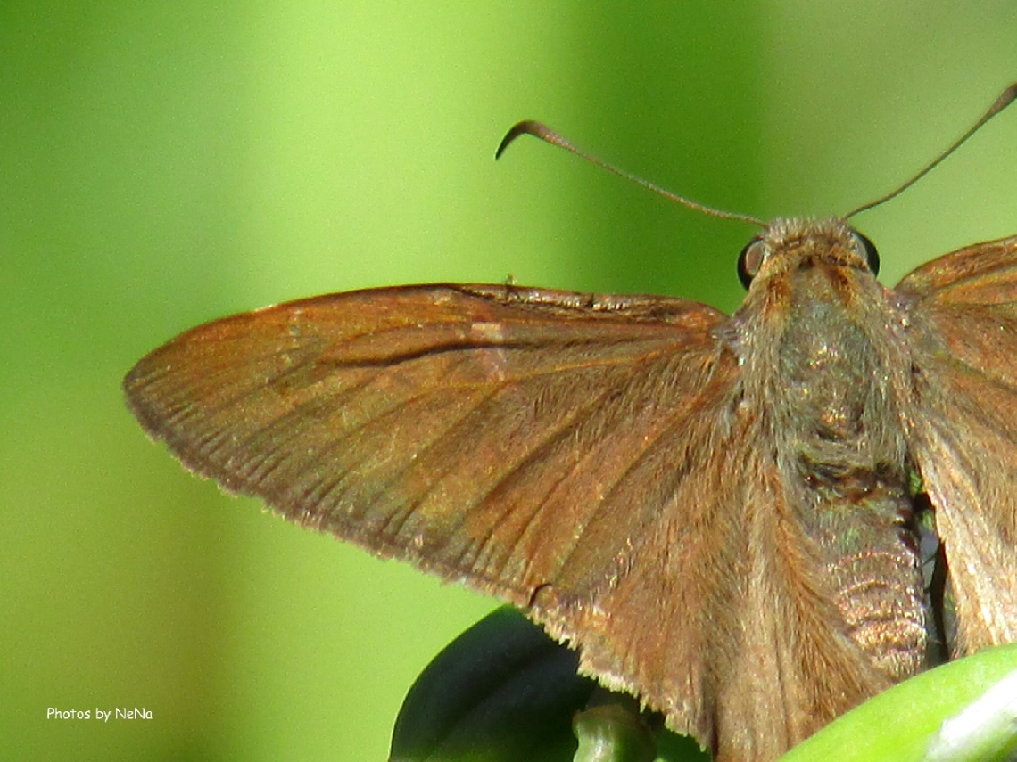 Mariposa