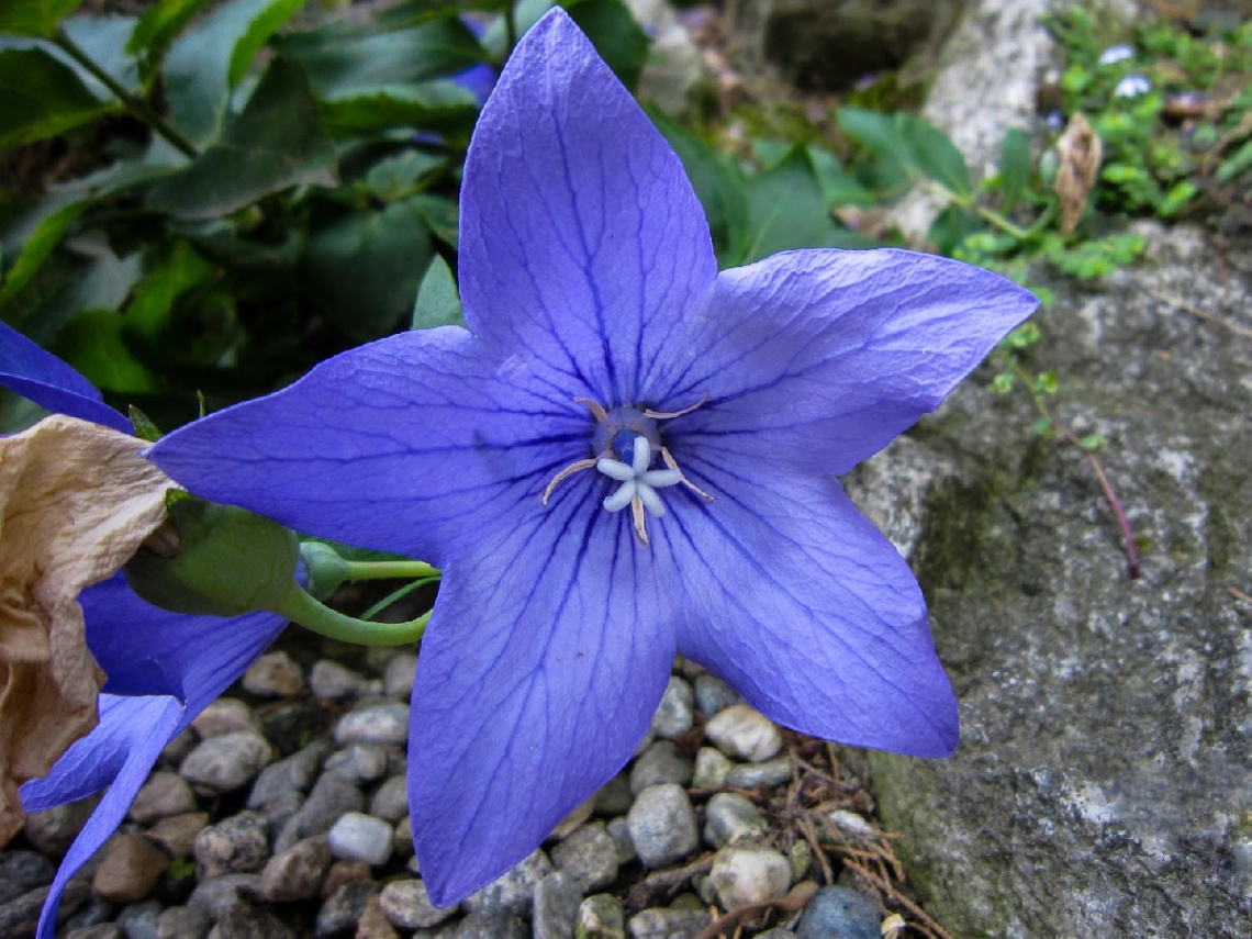 in blue