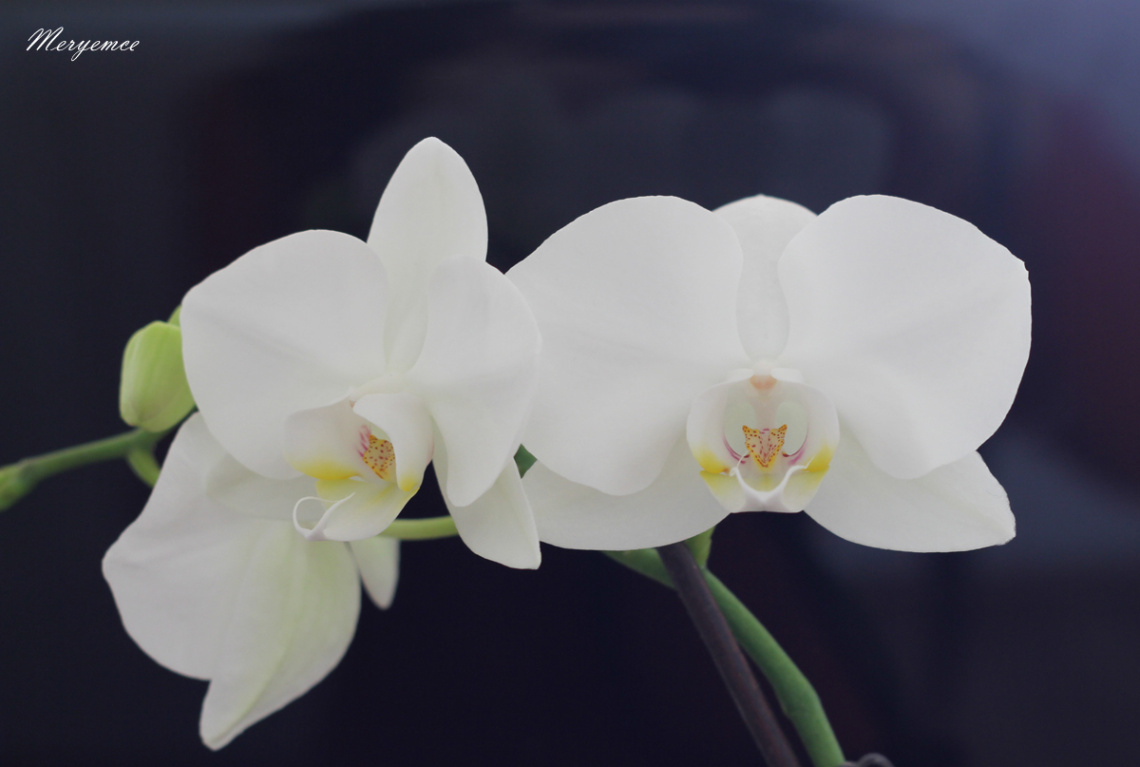 Orchid