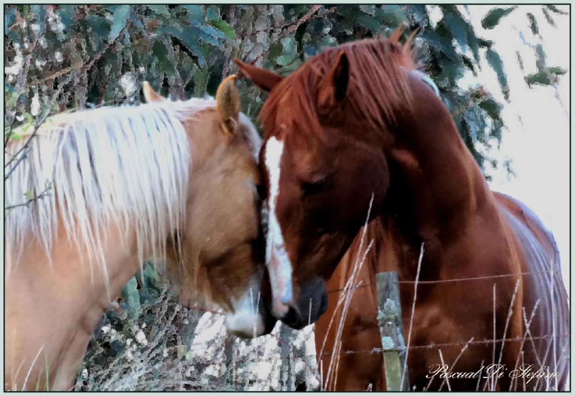 Amor animal