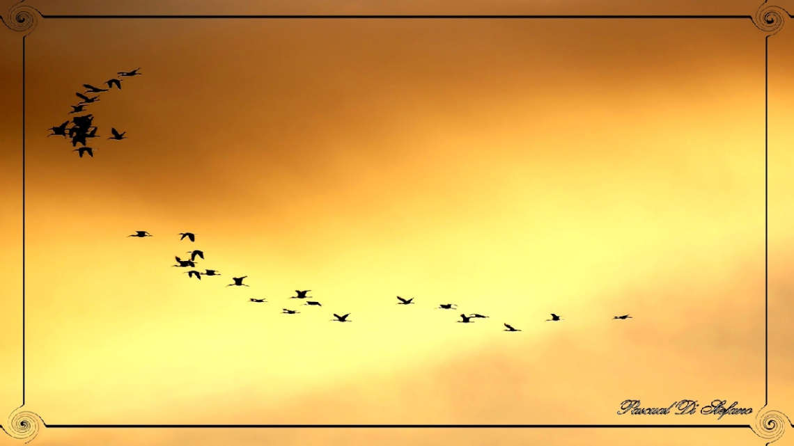 Migración