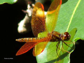 Dragonfly 