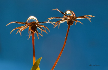 Two water droplets