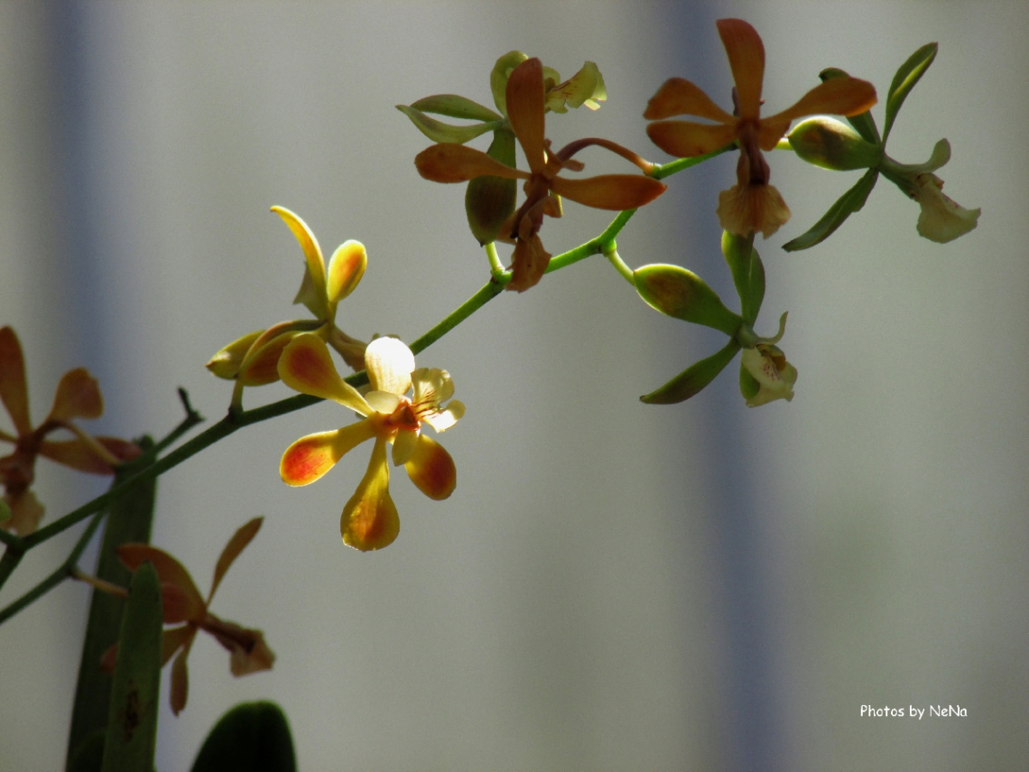 Orchid