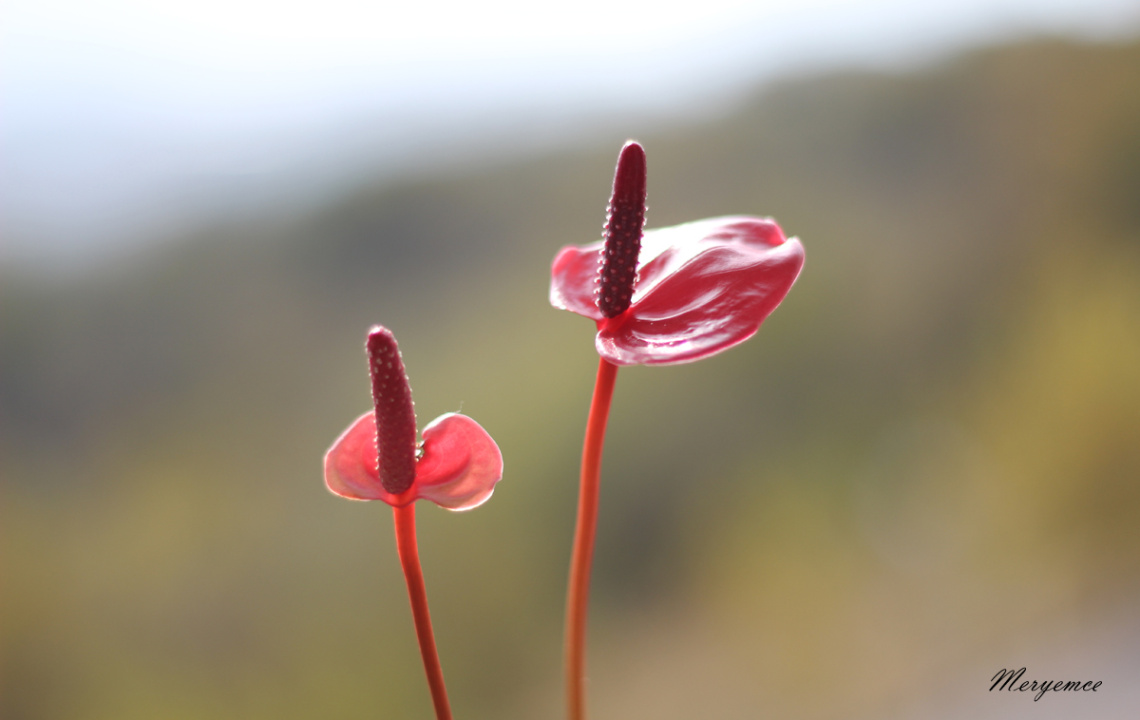 Flamingoblume