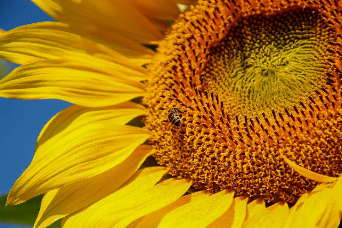sunflower