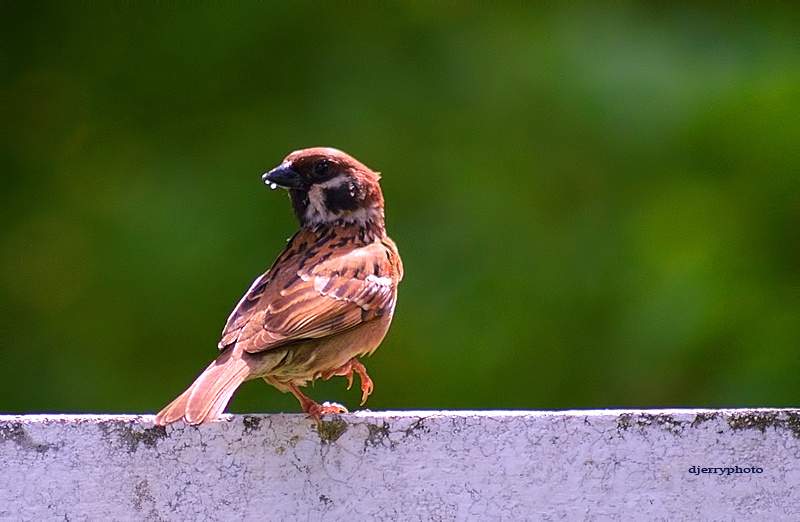 Sparrow 3