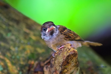 Sparrow 1