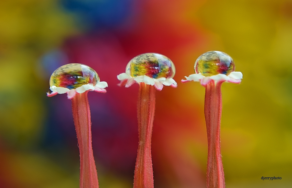 Three dew