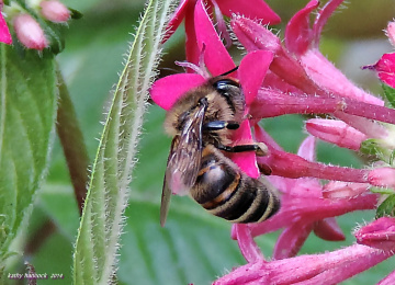 Bee on Pentas