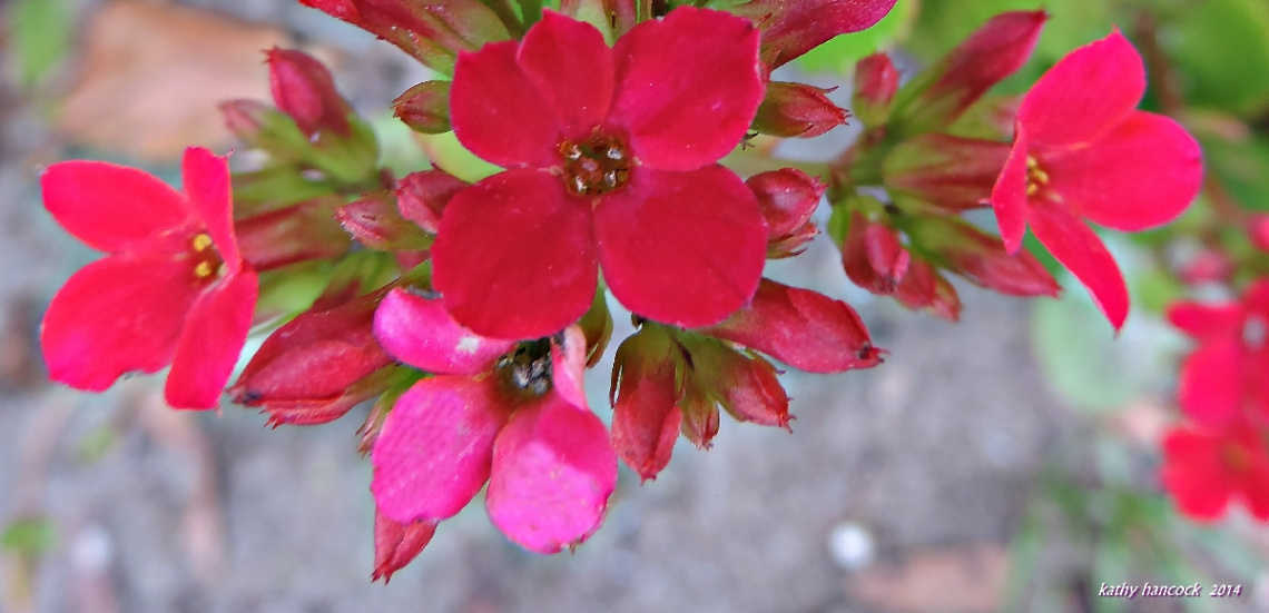 Kalanchoe