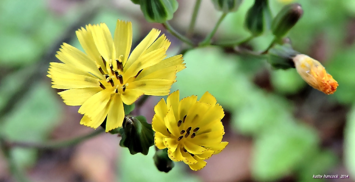 Wildflowers