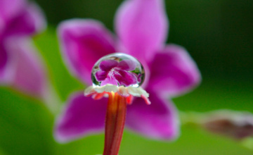 Flower in the dew