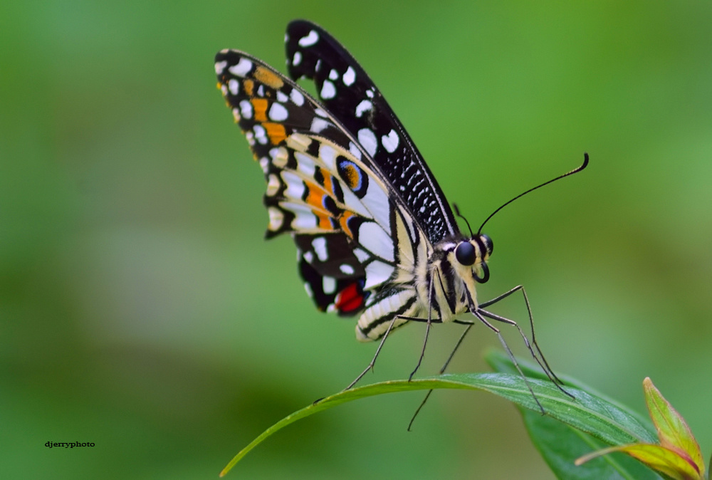 Pose sloping butterfly