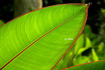 Banana leaf