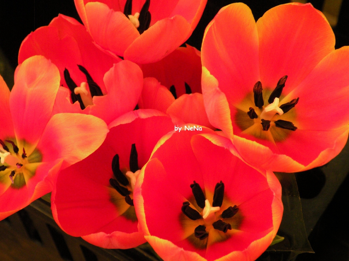 Details of nature 2