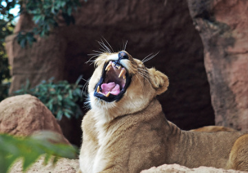 Where is my foooooood???