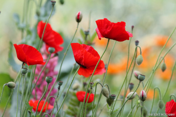 Rhoeas
