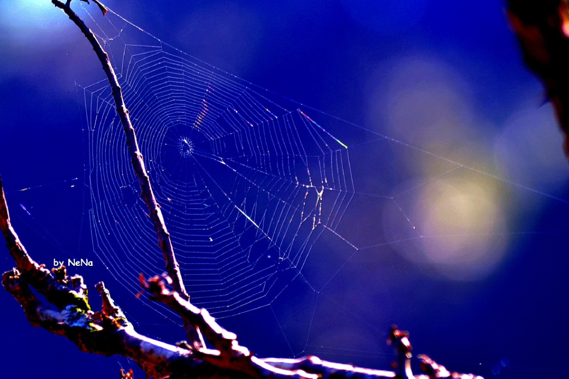 Spider  web