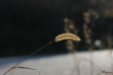 Sen bana bakma gülüm,