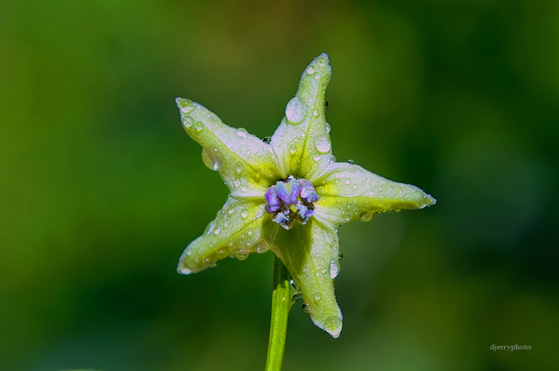 Chili Flower