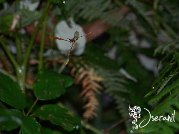 Insect II