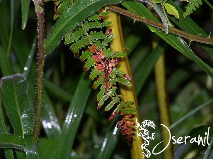 Insect I