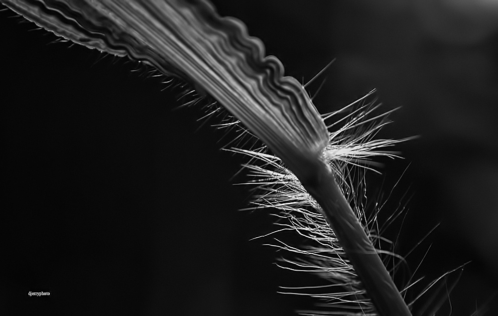 Leaf weeds