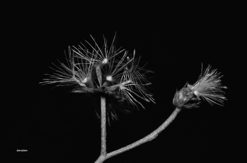 After dried flowers