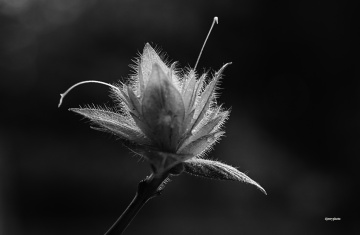 Flower bush