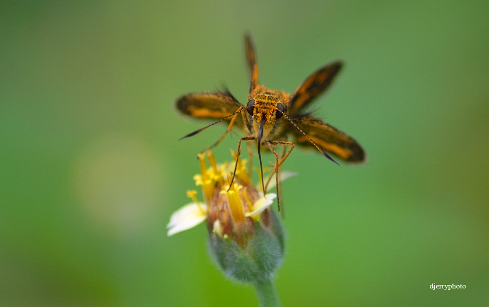 Butterfly