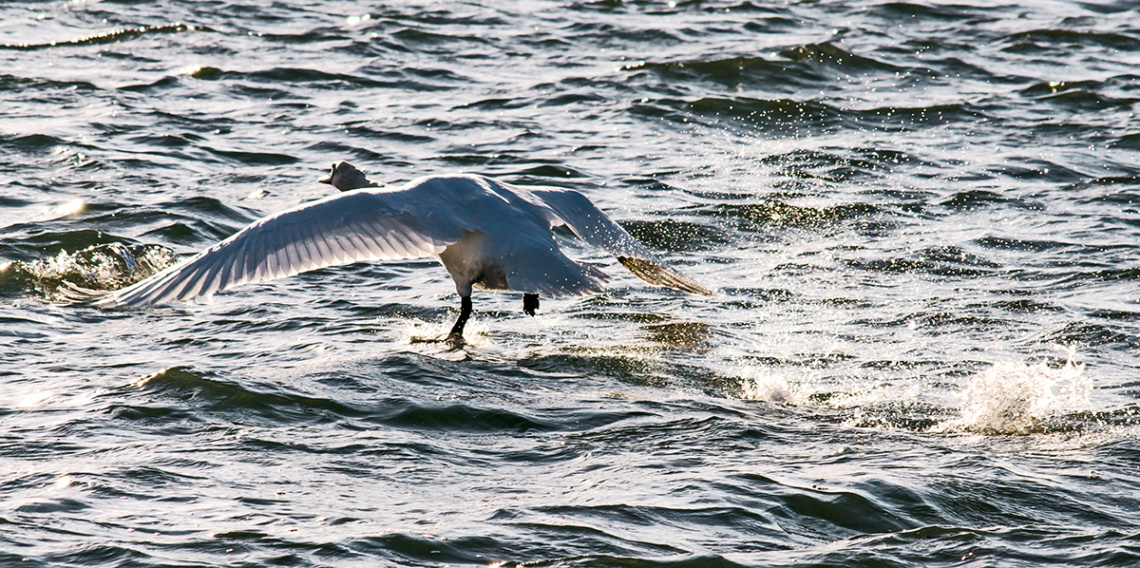 The Rising Swan
