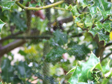 Spider web