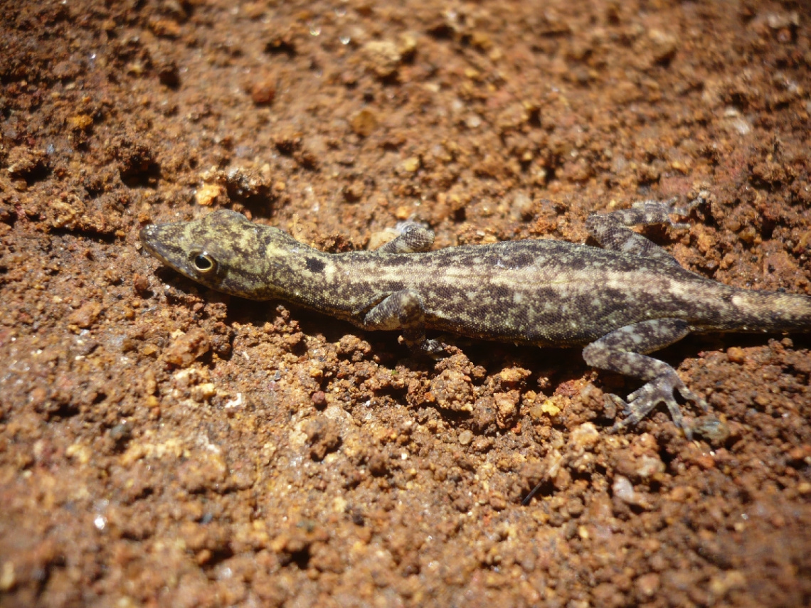 camouflage