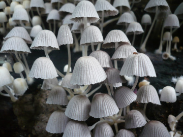 mushrooms