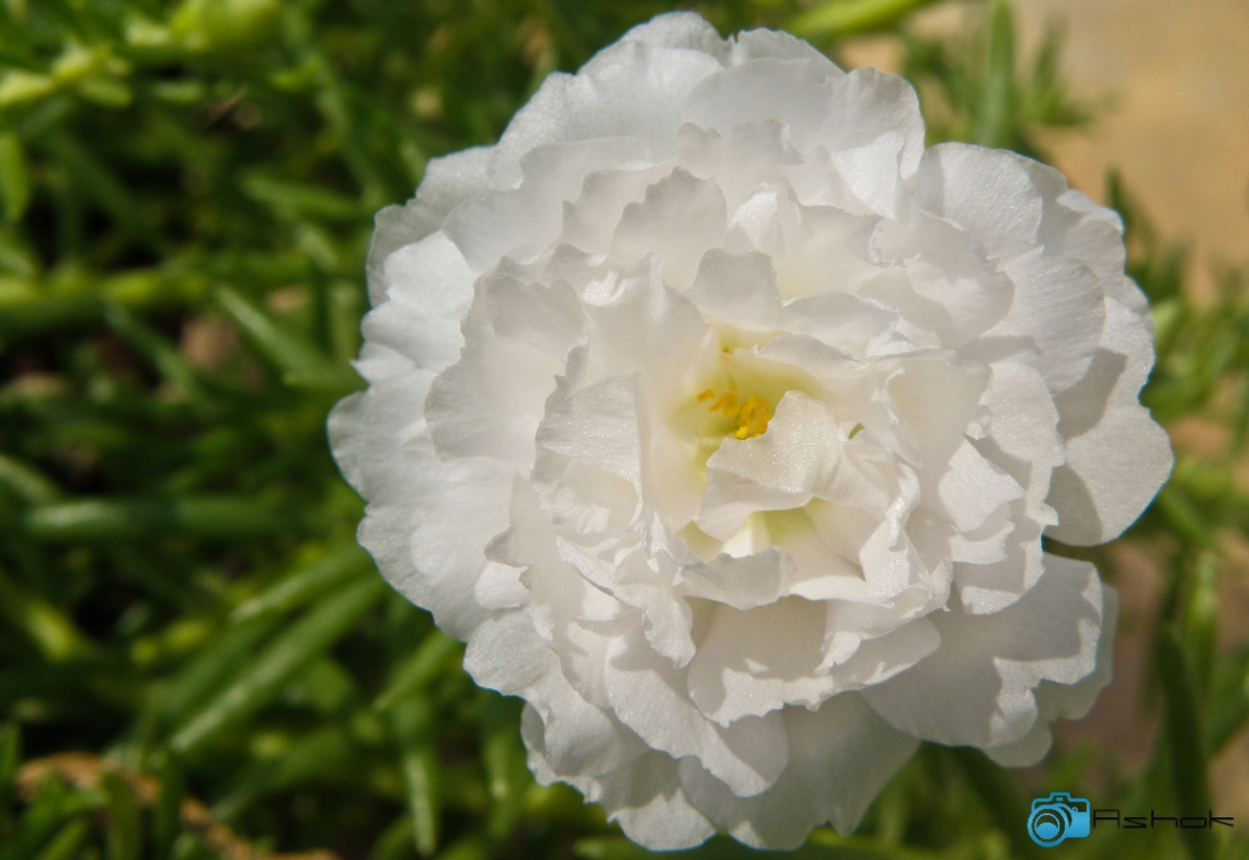 Table Rose
