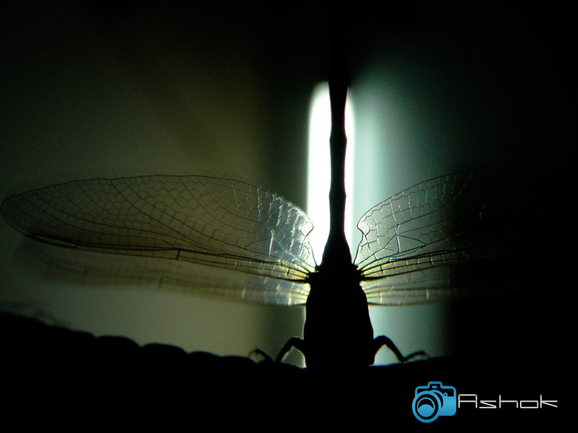 Dragonfly 