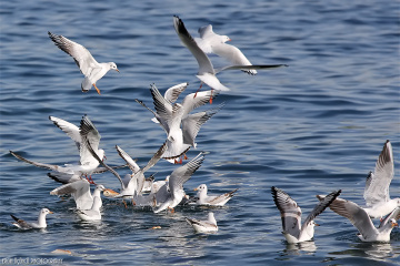 Ekmek Kavgası ( Fighting for Bread )