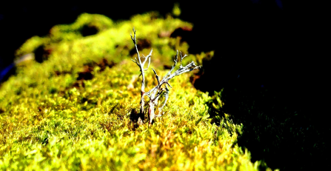tree on tree