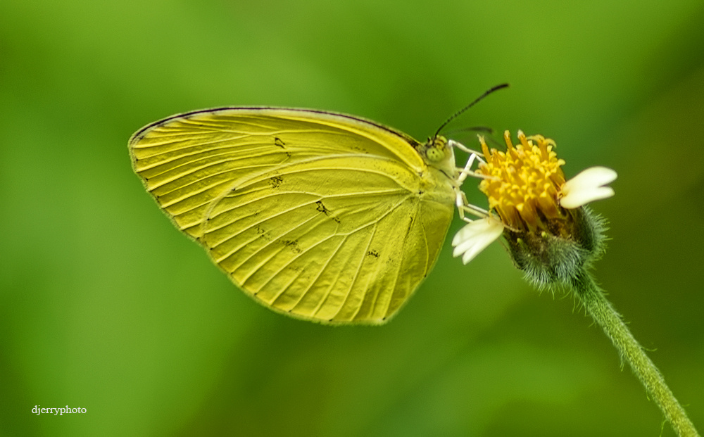 Dominant yellow