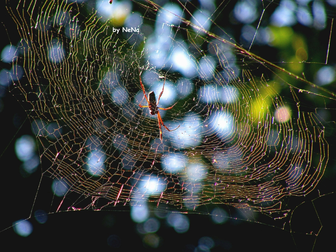 spider web