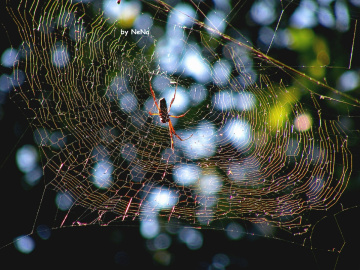 spider web