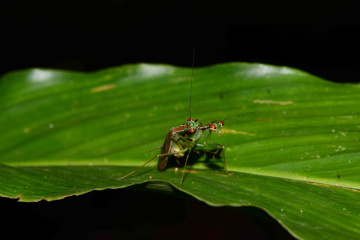 natural love