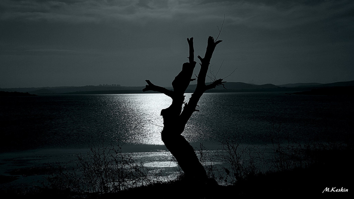 Lonely Tree